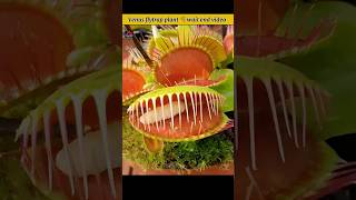 Venus flytrap carnivorous plant🪴interesting fact video shorts viralvideo shortvideo [upl. by Alvie]