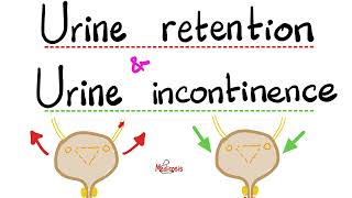 Urinary Incontinence Stress Incontinence Urge Incontinence Overflow Incontinence Urine Retention [upl. by Reina]