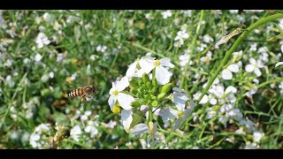 Environmental Experiencehoney bee buzzing around flower in search of nectar [upl. by Karr127]