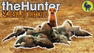 First Hunt with Roxy the Retriever theHunter Call of the Wild [upl. by Thorpe79]