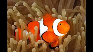 The Ocellaris Clownfish [upl. by Godderd]