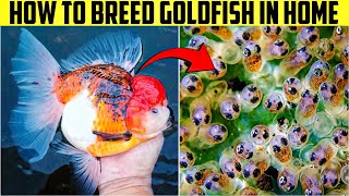 How to breed Gold fish  Goldfish Breeding  SD Fish Farm [upl. by Malha]