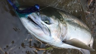 quotHowToquot  Twitching Jigs For Coho Salmon [upl. by Stanwinn495]