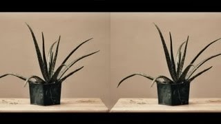 How to Make a Stereoscopic Image  Photography Tips [upl. by Enyad230]