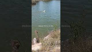 Midweek Exercise for Xenia labradorpuppy labradorretriever swimmingdogs dogexercise puppy [upl. by Kezer360]