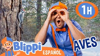 Buscando aves con Blippi 🦜🦅 Blippi Español  Videos educativos para niños  Aprende y Juega [upl. by Epolulot]