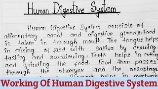 Working Of Human Digestive System Essay Human Digestive System Parts And Function Digestive System [upl. by Fariss]