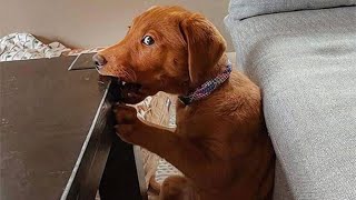 50 Funny Animal Videos To Crack You Up All Long Day [upl. by Resneps711]