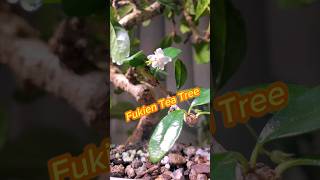 Fukien Tea Tree Carmona [upl. by Ehcropal]