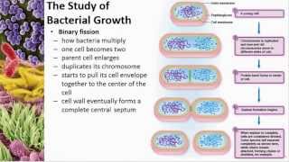 Chapter 06 Microbial Nutrition and Growth  Cowan  Dr Mark Jolley [upl. by Karim]