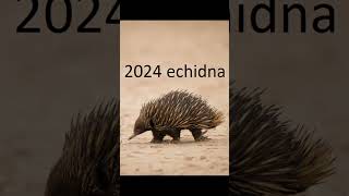 2024 echidna and 5000bce echidna animals echidna trending [upl. by Drofyar]