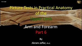 Picture tests in upper limb anatomy arm and forearm 6 [upl. by Eugene]