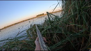 Early Teal Hunting  LIMIT IN 20 MINUTES [upl. by Strep]