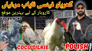 Top Quality Fancy Chickens For Sale  Siklie  Coco Silkie  Polish Hens  Madgascar Aseels  Prices [upl. by Vachill]