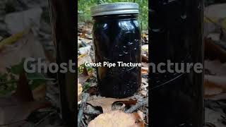 October 4 2024 Ghost Pipe Tincture update tincturemaking steep ghostpipe [upl. by Cunningham]