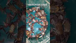 Mangrove Crabs 🦀 in Trinidad Caught in Manzanilla [upl. by Lebasile]