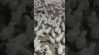 Pakistan poultry🐤🐤🐤🐤 ipoultryfarming 5millionviews [upl. by Sillert243]