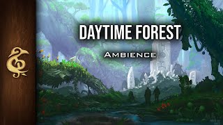 Daytime Forest  Nature Ambience  1 Hour [upl. by Ernesta444]