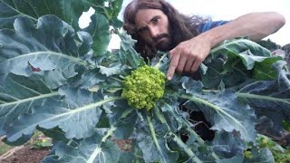 UK July allotment garden harvest Romanesco Minaret cauliflower broccoflower [upl. by Mars]