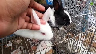 Incredible Cute Rabbit  in Pet Market [upl. by Barnaby]