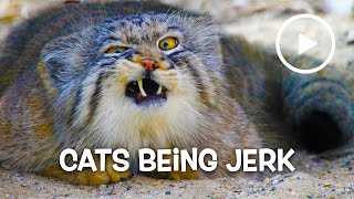 ► CATS BEING JERK COMPILATION – Compilation January 2016 [upl. by Isied995]