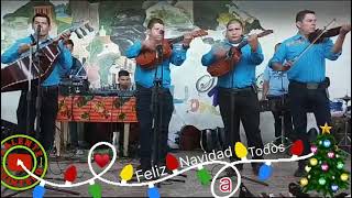 Arbolito 🌲 de navidad que florece todos los 24 de Diciembre ♥️ Felicidades Nuevo Renacer 🎻 [upl. by Wight513]