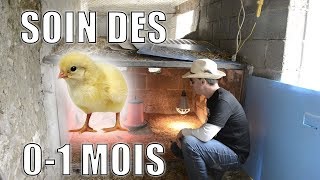 Le soin dune poussinière de 1 jour à 4 semaines [upl. by Deeyn]