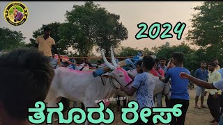 bullock cart race in Tegur 1 [upl. by Kindig]