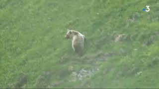 Ariège  les images exceptionnelles dun ours filmé par un enfant de 9 ans au cours dune randonnée [upl. by Skyler521]