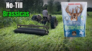 NoTill Brassica Food Plots into Buckwheat Method [upl. by Ahsei]