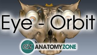 Orbit  Eye Anatomy [upl. by Nnylekoorb]