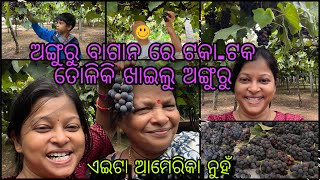 ଅଙ୍ଗୁରୁ ବାଗାନ ରେ ଟକାଟକ ତୋଳିକି ଖାଇଲୁ ଅଙ୍ଗୁରୁ 🍇Vineyard Tour  🍇 America nuah India😍 Wine 🍷Factory [upl. by Aurelie]