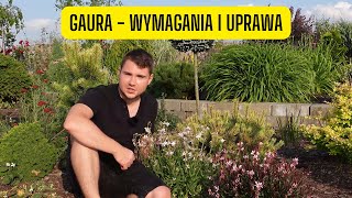 Gaura  wymagania i uprawa Długo kwitnąca bylina o delikatnie ażurowym pokroju [upl. by Oludoet310]