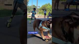 Skateboarding Bulldog Takes Sydney By Storm  The Good News  10 News First [upl. by Drahsar]