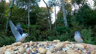 Tufted Titmice Chickadees and more [upl. by Merriott]