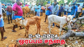 2102024 orappam santhai Krishnagiri district நாட்டு மாடுகள் விற்பனை ஒரப்பம் மாட்டு சந்தை [upl. by Stoddard]