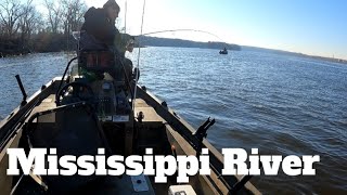 Jigging up a Limit of Cold Water Sauger Mississippi River Fishing [upl. by Kazim]