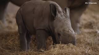 Adorable baby rhino takes its first steps at the Bedfordshire zoo [upl. by Neik]