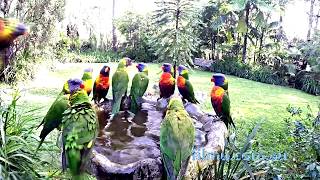 Australian Cheeky Lorikeets in Bath [upl. by Eusebio]