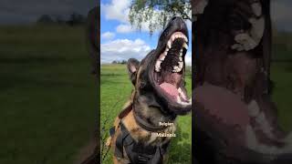 Malinois Belgian entraînement endurance malinois jump training [upl. by Walworth927]