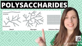 Alevel Biology POLYSACCHARIDES Biological MoleculesLearn these carbohydrates structure  function [upl. by Niela]