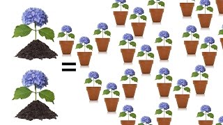 Tips for Rooting Hydrangeas  The Grumpy Gardener [upl. by Annaeg]