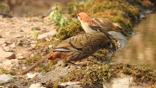 Rufouschinned Laughingthrush  Sattal  Uttarakhand  May 2024 [upl. by Abbub990]