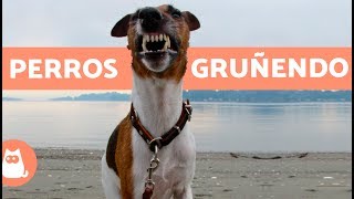 Perros gruñendo  Growling dogs [upl. by Akimat785]