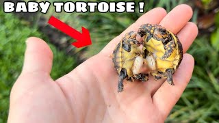 Baby Tortoises Born Stuck Together [upl. by Ametaf]