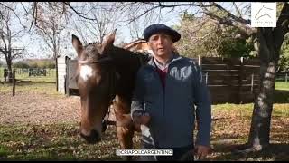 Domadores de Caballos Cria Polo Argentino Pachucho Andrade [upl. by Reffotsirk]