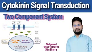 Cytokinin Signal Transduction l Two component pathway in plants l cytokinin planthormone skdigrawal [upl. by Burroughs]