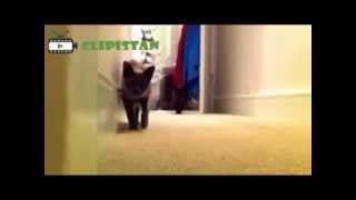 Ultimate Funny Stalking Cat Video Compilation [upl. by Etom]