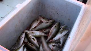 Catching Bluefish in the Chesapeake Bay [upl. by Borries]