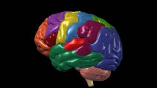 Brain Anatomy and Functions  Nucleus Health [upl. by Ykcim]